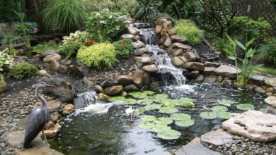 Create a Serene Garden Oasis with the Help of a Swimming Pond Hoover