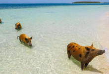 Best Shore Activities to Try in the Bahamas Without Booking a Tour