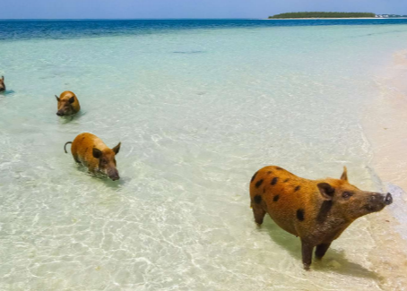 Best Shore Activities to Try in the Bahamas Without Booking a Tour
