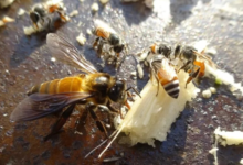 Deadly Bee Attack in Bantul Raises Questions About Indonesia’s Wild Bee Species