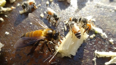 Deadly Bee Attack in Bantul Raises Questions About Indonesia’s Wild Bee Species