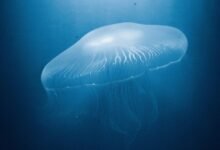 cosmic cybernetic energy surge