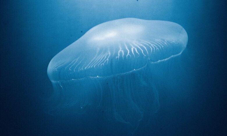 cosmic cybernetic energy surge